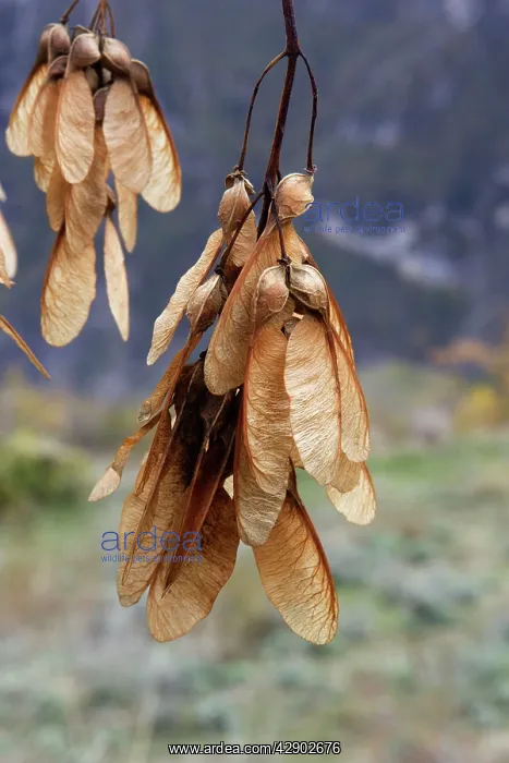 : Montpelier Maple fruits : Montpelier Maple fruits