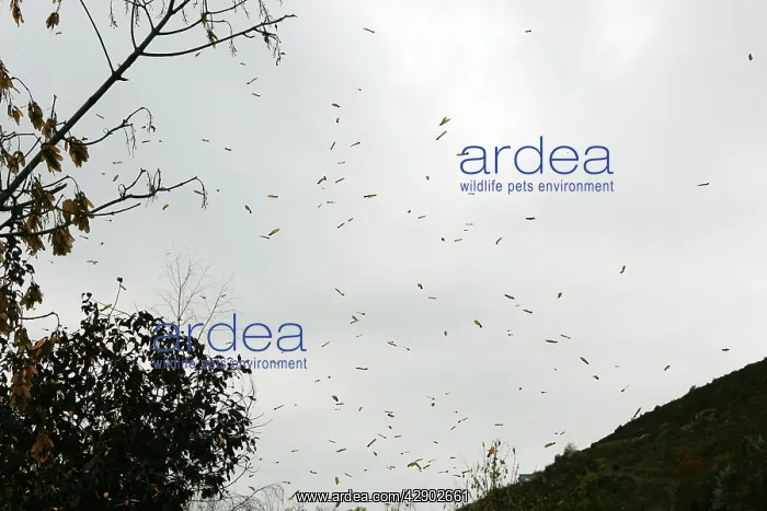 : Montpelier Maple fruits - Dispersion in the wind : Montpelier Maple fruits - Dispersion in the wind