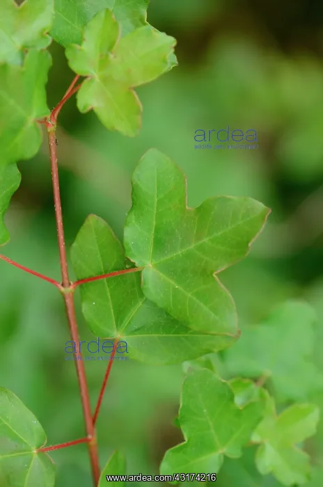 : Montpellier Maple (Acer monspessulanum) Labeaume : Montpellier Maple (Acer monspessulanum) Labeaume