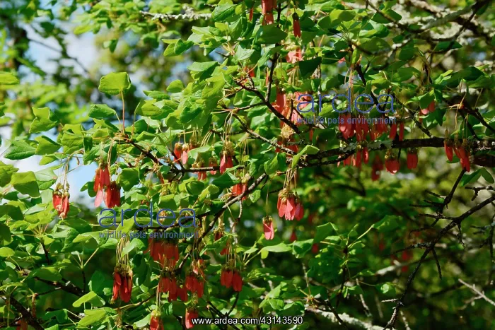 : Montpellier Maple (Acer monspessulanum) seeds, Labeaume : Montpellier Maple (Acer monspessulanum) seeds, Labeaume