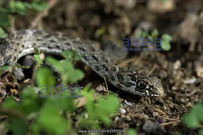 : Montpellier Snake : Montpellier Snake