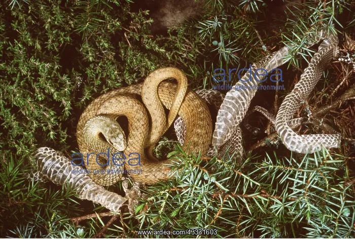  : MONTPELLIER SNAKE - With Shed Skin
