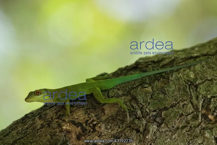 : Montserrat Anole (Anolis lividus) on trunk - Montserrat : Montserrat Anole (Anolis lividus) on trunk - Montserrat