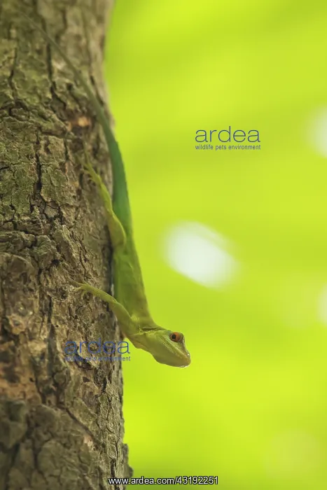  : Montserrat Anole (Anolis lividus) on trunk - Montserrat