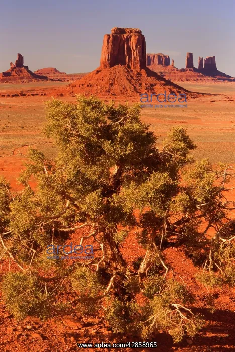 : Monument Valley - from Artist Point - with Juniper : Monument Valley - from Artist Point - with Juniper