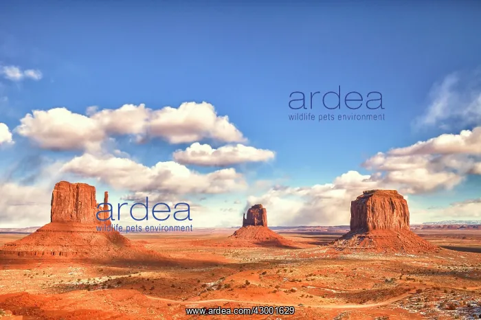 : Monument Valley - with the Mittens and Merrick Butte : Monument Valley - with the Mittens and Merrick Butte