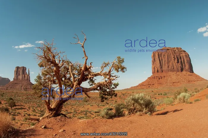 : Monument Valley Navaho Tribal Park : Monument Valley Navaho Tribal Park