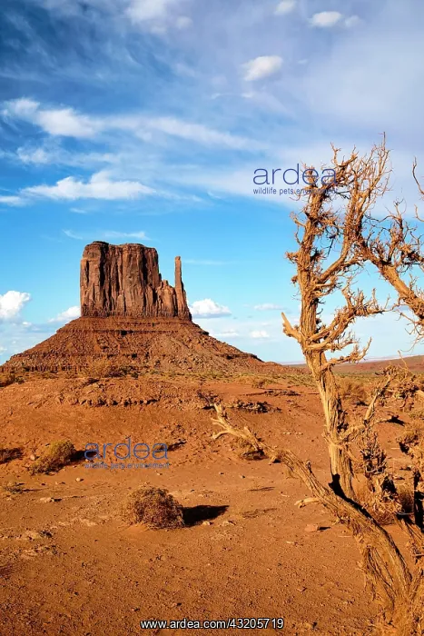 : Monument Valley. Navajo Nation. East Mitten Butte : Monument Valley. Navajo Nation. East Mitten Butte