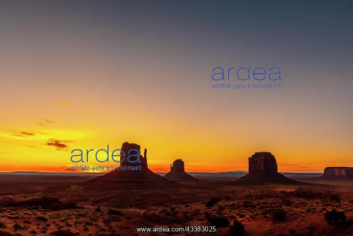 : Monument Valley silhouette at the beautiful Augu : Monument Valley silhouette at the beautiful Augu