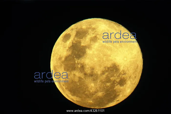 : Full Moon : Full Moon