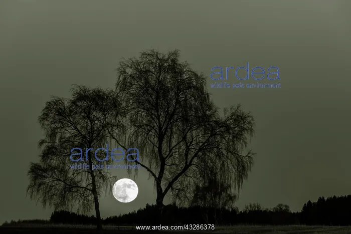 : Full moon with bare Birches (Betula), Dirlewang : Full moon with bare Birches (Betula), Dirlewang