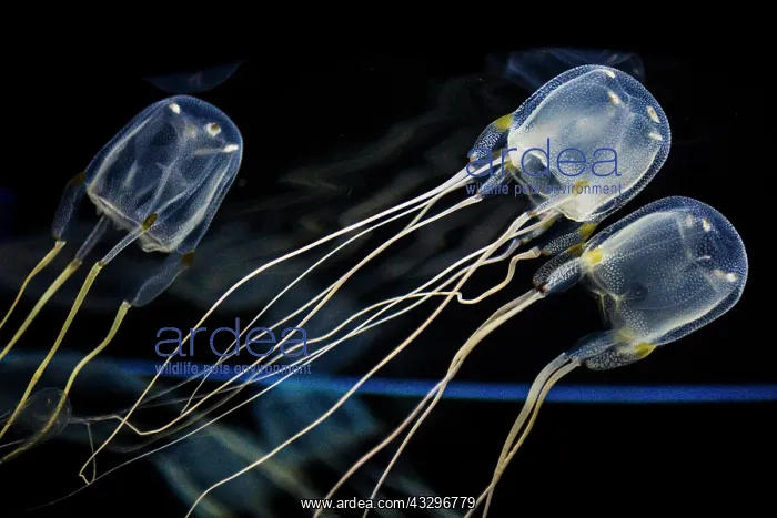 : Moon common jellyfish (Aurelia aurita), Two Oceans : Moon common jellyfish (Aurelia aurita), Two Oceans