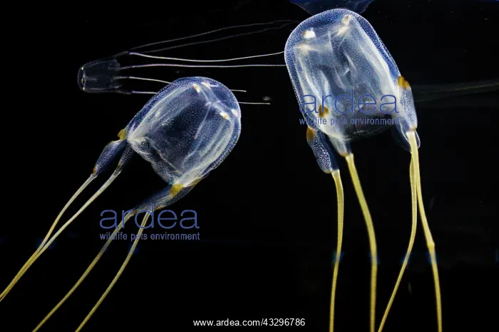 : Moon common jellyfish (Aurelia aurita), Two Oceans : Moon common jellyfish (Aurelia aurita), Two Oceans