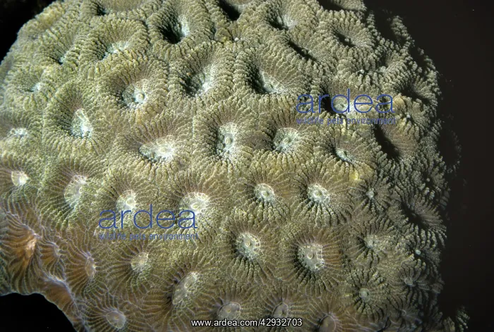 : Moon Coral - tropical Indo-Pacific : Moon Coral - tropical Indo-Pacific