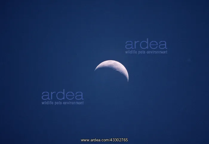 : The Moon crescent shape : The Moon crescent shape