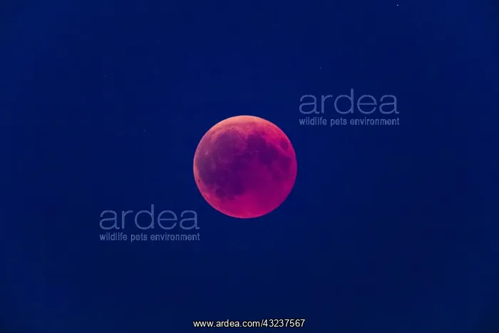 : Moon Eclipse - the full moon appears red as it rises : Moon Eclipse - the full moon appears red as it rises