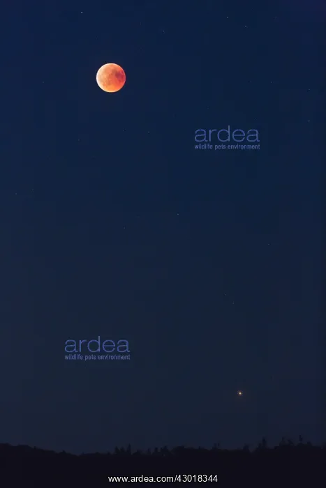: Full Moon Eclipse - with the planet mars above the : Full Moon Eclipse - with the planet mars above the