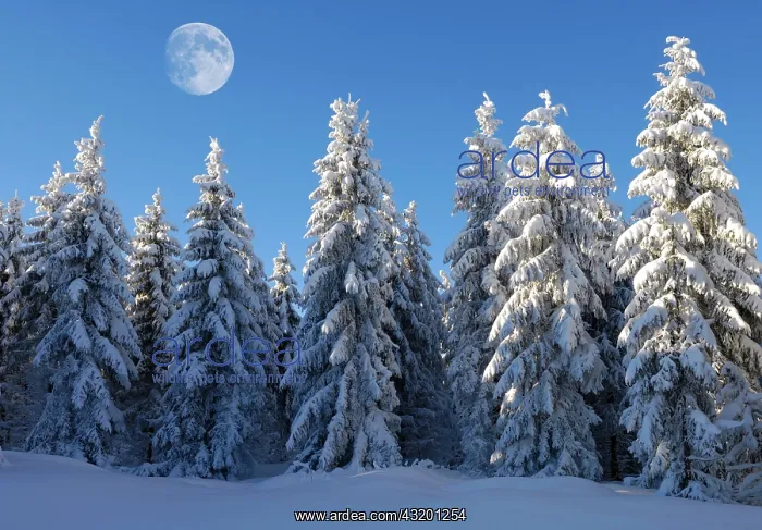 : Moon above European Silver Firs (Abies alba) in : Moon above European Silver Firs (Abies alba) in