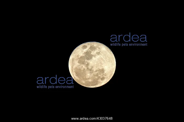 : Moon. FESTIVE AMAZON