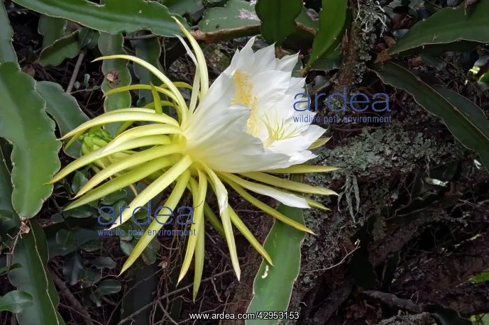 : Moon Flower / Night-blooming Cereus / Pitaya / : Moon Flower / Night-blooming Cereus / Pitaya /