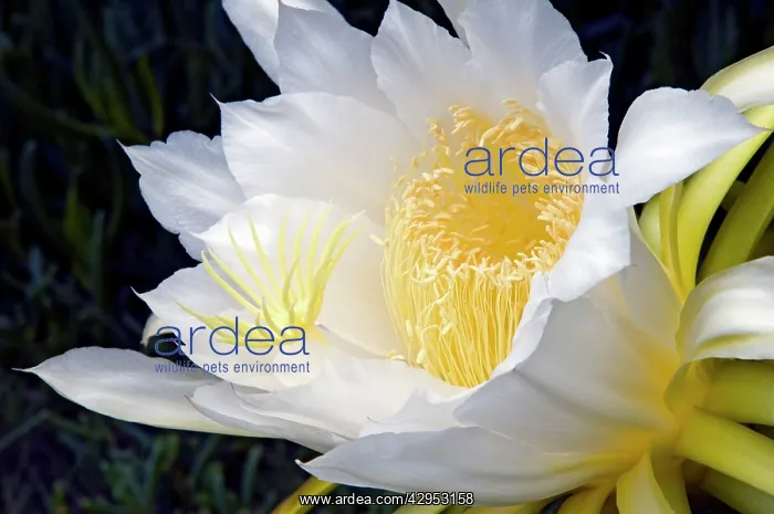 : Moon Flower / Night-blooming Cereus / Pitaya / : Moon Flower / Night-blooming Cereus / Pitaya /
