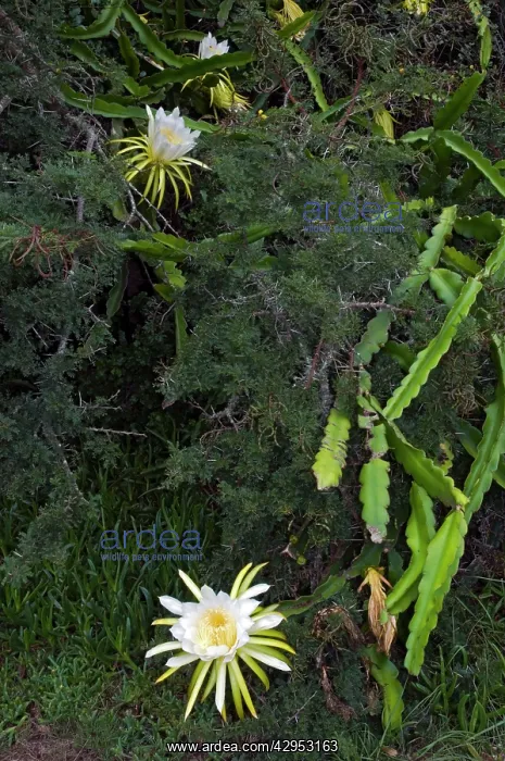 : Moon Flower / Night-blooming Cereus / Pitaya / : Moon Flower / Night-blooming Cereus / Pitaya /