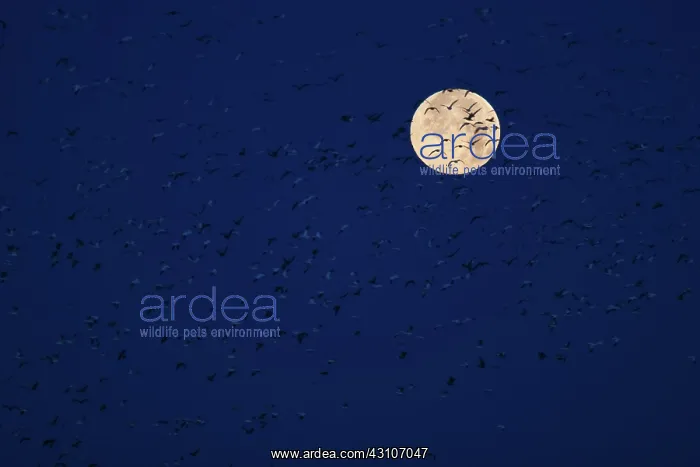 : Moon and Geese : Moon and Geese