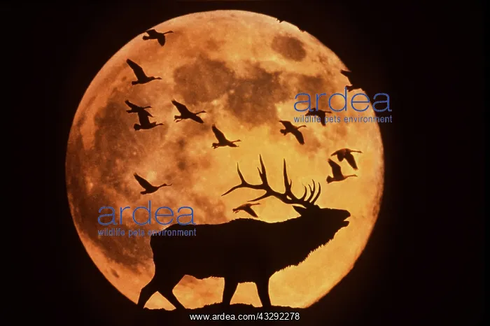: Full Moon - Hunter's Moon - With Silhoutette of : Full Moon - Hunter's Moon - With Silhoutette of