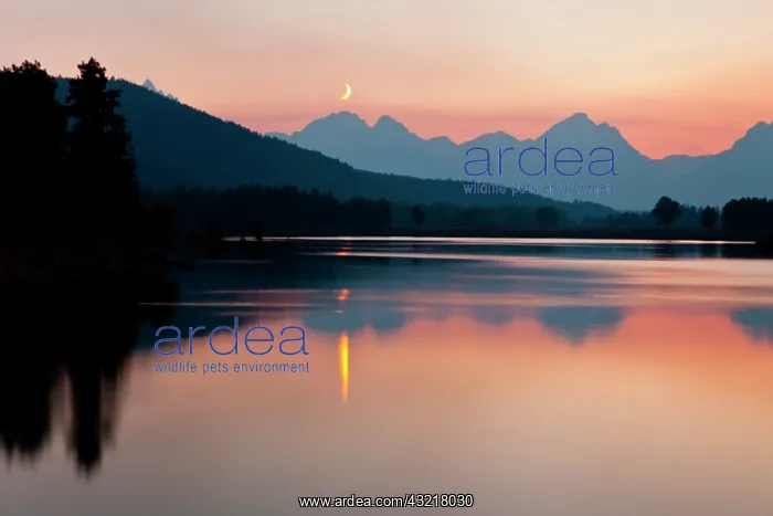 : Moon on Jackson Lake and Grand Teton Mountains : Moon on Jackson Lake and Grand Teton Mountains