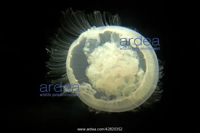 : Moon Jelly : Moon Jelly