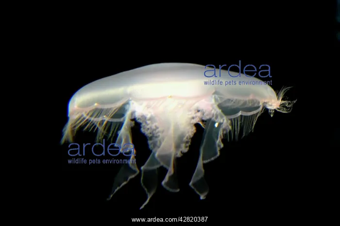 : Moon Jelly : Moon Jelly