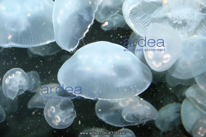 : Moon Jelly : Moon Jelly
