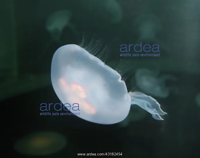 : Moon Jelly : Moon Jelly