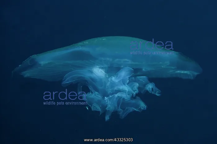 : Moon Jelly - Gorango Mini dive site, Weda, Halmahera : Moon Jelly - Gorango Mini dive site, Weda, Halmahera