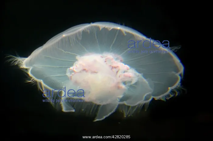 : Moon Jelly / Jellyfish : Moon Jelly / Jellyfish