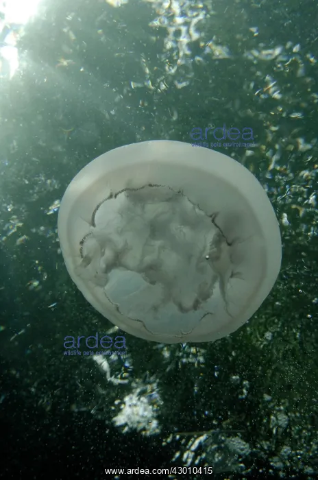 : Moon Jelly with trees in background Nudi Retreat : Moon Jelly with trees in background Nudi Retreat