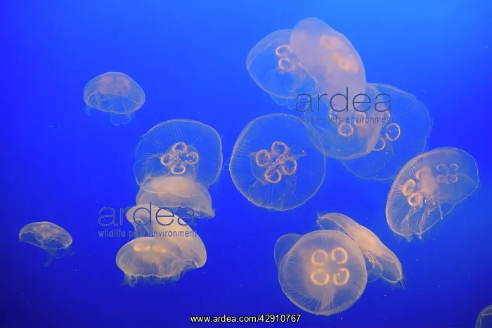 : Moon Jellyfish : Moon Jellyfish