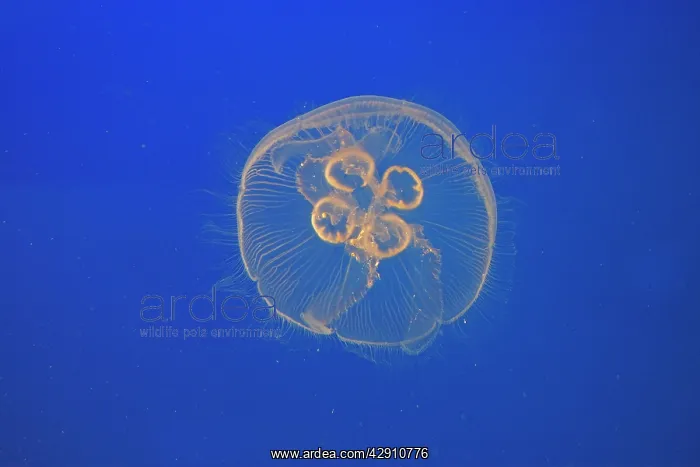 : Moon Jellyfish : Moon Jellyfish