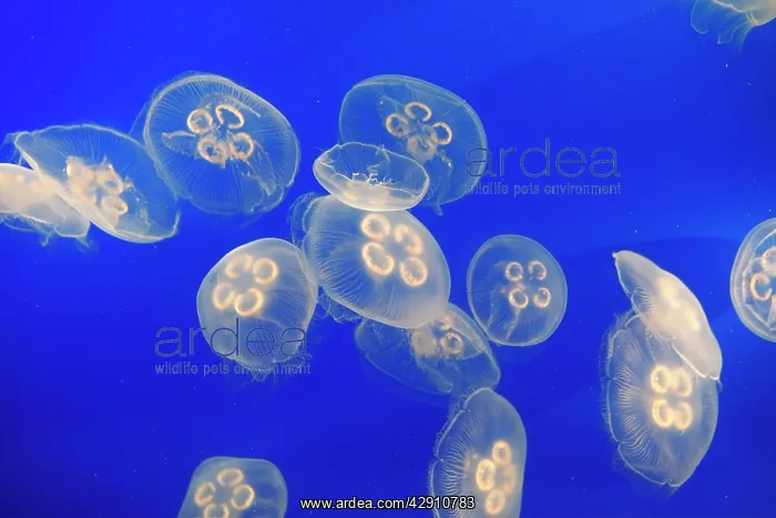 : Moon Jellyfish : Moon Jellyfish
