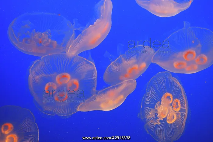 : Moon Jellyfish : Moon Jellyfish