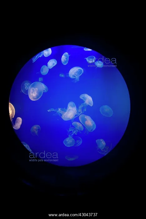  : Moon Jellyfish