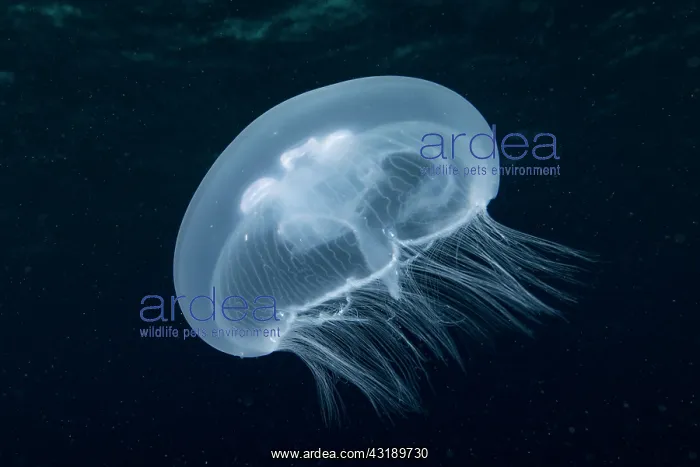 : Moon Jellyfish (Aurelia aurita), Mangareva, Gambiers : Moon Jellyfish (Aurelia aurita), Mangareva, Gambiers