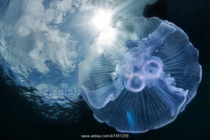 : Moon Jellyfish (Aurelia aurita), Lembeh strait : Moon Jellyfish (Aurelia aurita), Lembeh strait