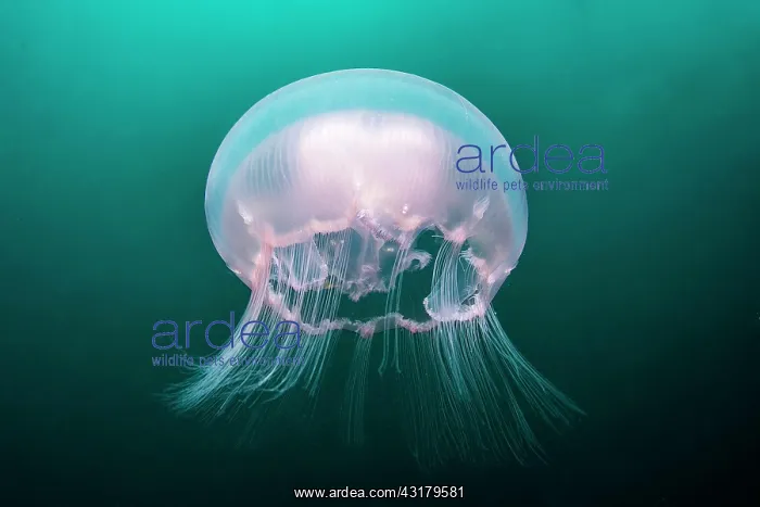 : Moon Jellyfish (Aurelia aurita), Pescador island : Moon Jellyfish (Aurelia aurita), Pescador island