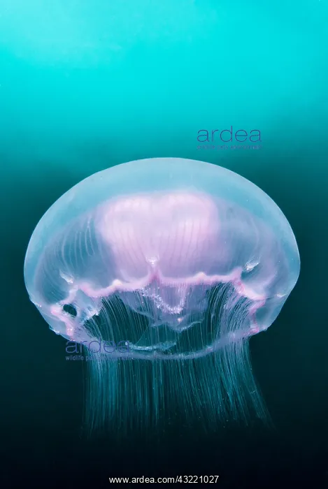 : Moon Jellyfish (Aurelia aurita), Pescador island : Moon Jellyfish (Aurelia aurita), Pescador island