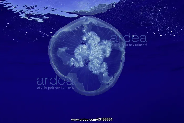: Moon jellyfish, Aurelia aurita, Santa Maria Island : Moon jellyfish, Aurelia aurita, Santa Maria Island