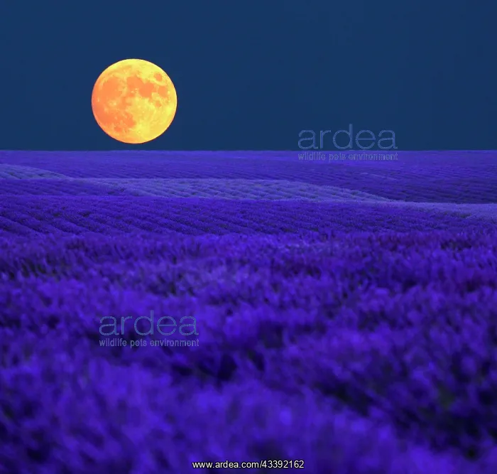 : Full moon over the lavender fields on the Palteau : Full moon over the lavender fields on the Palteau