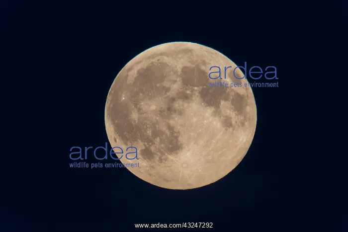 : Full Moon, Lower Saxony, Germany : Full Moon, Lower Saxony, Germany