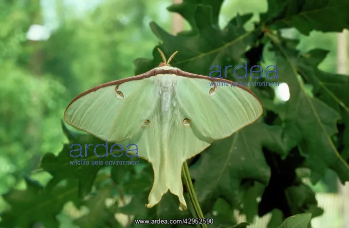  : Moon Moth (Actius luna)