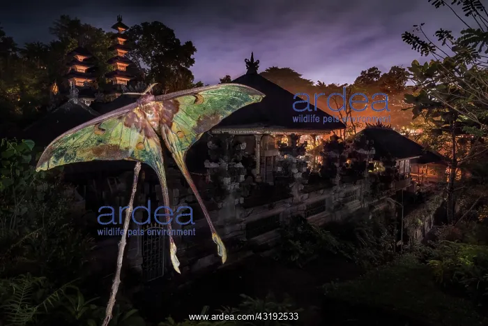 : Moon moth with temple in the background, Gunung : Moon moth with temple in the background, Gunung